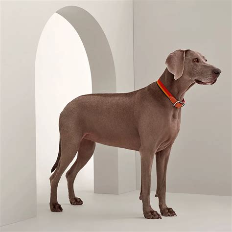 mini dog hermes|Hermes equestrian dog collars.